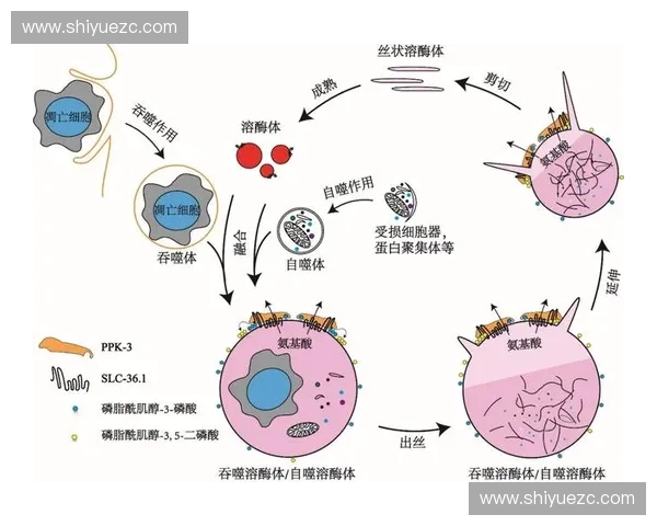围绕力量峰段解析运动表现提升与训练负荷科学调控策略研究的实践应用