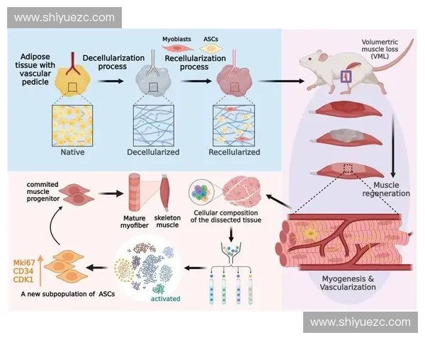 肌肉损伤修复与再生机制及促进策略的最新研究进展